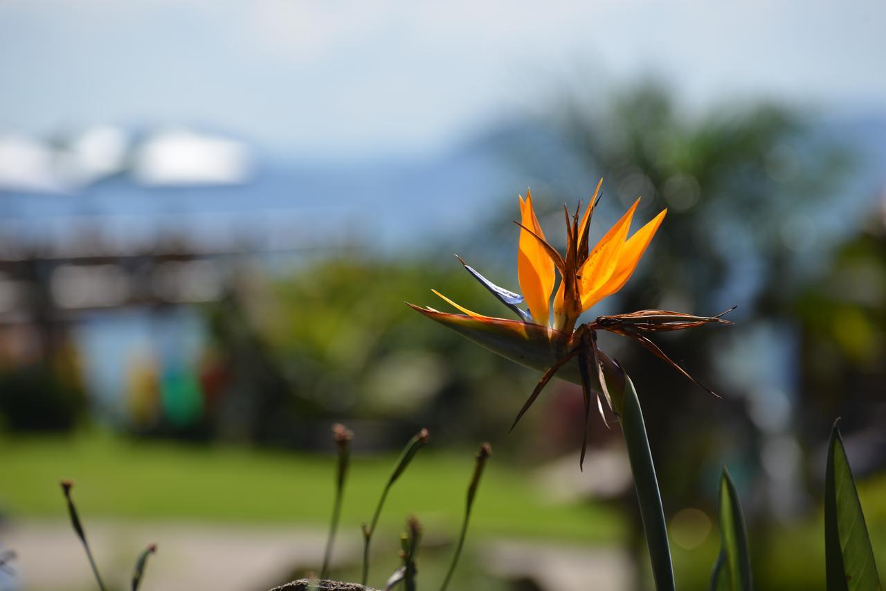 Villa Chales Araucaria E Manaca São Bento do Sapucaí Exterior foto